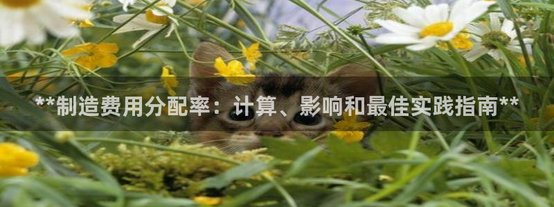 彩神vⅲ下载安装：**制造费用分配率：计算、影响和最佳实践指